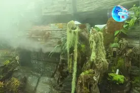 全球连线 | COP15 —— 扶荔宫漫游奇境记视频封面