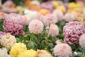 代表高洁的菊花，怎么变成了祭奠之花？图片