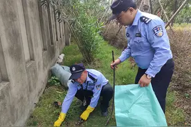 上海路边绿化带现1.5米大蛇：系国家一级保护动物花纹蟒图片