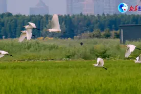 全球连线丨生物“多”看点：彩云之南 魅力滇池视频封面