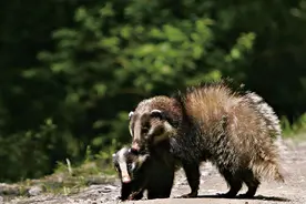 貉之后，下一个进城的动物可能是松鼠、野猪图片