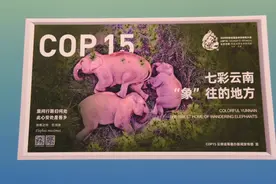万物生｜北迁亚洲象回家了，云南要为它们建国家公园图片