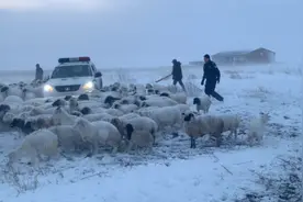 呼伦贝尔多地突降大雪，民警在暴风雪中搜救300只羊视频封面