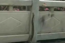 大蟒蛇现身河源市区长安街长安老市场附近图片