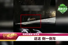 你敢动吗？驾车偶遇东北虎“遛弯”，人虎对视20秒图片