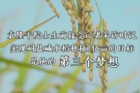 袁隆平爷爷，您念念不忘的海水稻新米要上市了！视频封面