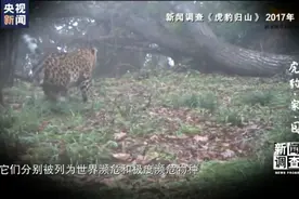 新闻调查丨寻找最大公约数！国家公园照亮虎豹“回乡”路图片