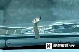 吓人！女子开着车，突然挡风玻璃前冒出一条吐着舌头的蛇图片