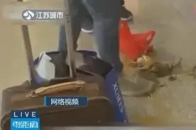 活螃蟹被踩死后带上高铁上热搜！南京规定：必须捆绑图片