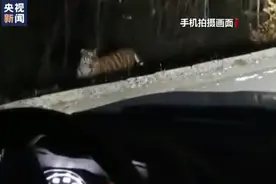 现实版“大王来巡山”！民警夜班巡逻途中偶遇东北虎图片