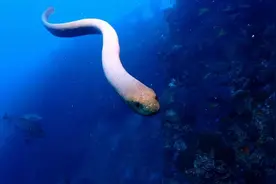 研究：有毒橄榄海蛇无端攻击水肺潜水员很可能跟交配有关图片