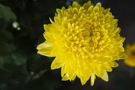 菊花挑、养有方法，这几个关键点要记住图片