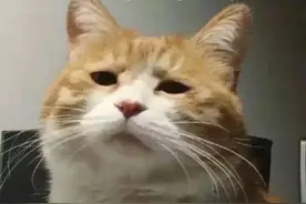 小红书致歉图片