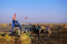 有口福了！龙江新米陆续上市图片