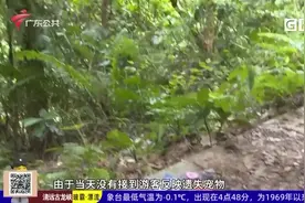广州：山上出现白色狐狸 疑似被游客遗弃视频封面