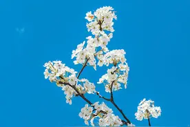 梨树，甜了一方山水图片