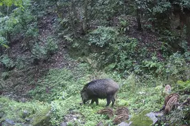 交手数十年 我们对野猪到底了解多少？图片