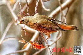 这种“冬候鸟”专程来哈尔滨“猫冬”，扎堆太阳岛吃喝玩乐图片