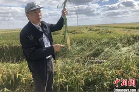 探访江苏盐碱地水稻收割：废弃盐田上生长出高产粮图片