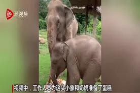 泰国小象“糟蹋”奶奶的蛋糕 又踩又滚网上走红图片