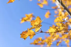 哈工大：浪漫深秋，我余光里都是你图片