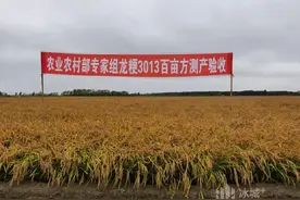 龙江超级稻又添新成员！“龙粳3013”亩产超750公斤图片