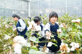 第一茬，开摘图片