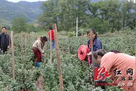 宁远：荒山长满“黄金菊”乡村振兴再发力图片