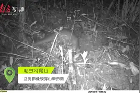 深读｜小时候的穿山甲又爬出来了图片