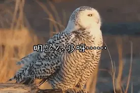 选谁？当苏州10大明星鸟！100本《苏州野外观鸟手册》请你来投票图片