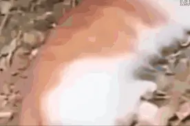 虐猫虐狗行为为何屡禁不止，甚至形成黑色产业链？图片