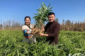 高唐种姜实现高产！潍坊姑娘鲁西北种出的大姜亩产过万图片