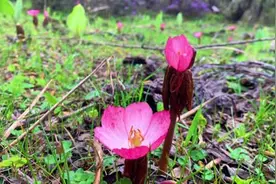 迪庆：高山花卉的“五彩斑斓”图片