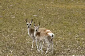 来看西藏羌塘的野生动物图片