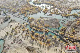 航拍沙漠边缘的原始胡杨林 美如画卷图片