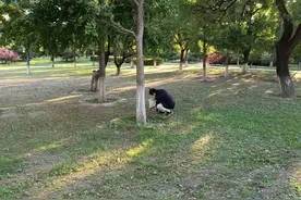 北京太阳宫公园银杏落地游客忙着捡，专家提醒：千万别多吃图片