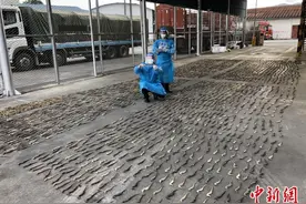 中缅边境畹町海关查获涉嫌走私海马干4381尾图片