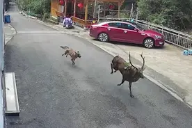 野生梅花鹿误闯猴谷被犬欺视频封面