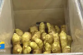 潍坊：出口生姜栽培有了地方标准图片