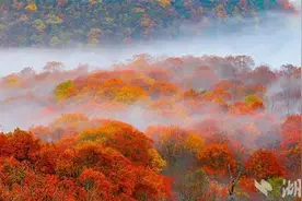 99元畅游！神农架秋冬旅游政策出台图片