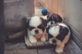动物也有血型吗？你知道猫狗的血型如何划分吗？图片