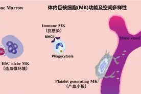 研究揭示成体巨核细胞谱系的空间和功能多样性图片