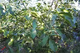 核桃新品种“晋丹”，你见过吗图片