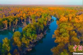 新疆轮台100余平方公里原始胡杨林迎来最佳观赏季（图）图片