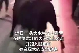 脱缰大水牛夜间上路“溜达”，主人第二天才报警图片