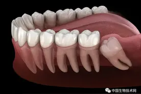 Science子刊：原来，人类迟迟不长出“智齿”是为了安全……图片