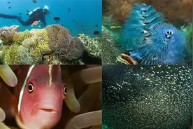 生物多样性之美|带你走进珊瑚世界视频封面