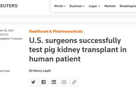 英媒：猪肾移植人体试验成功，肾脏在体外“成活”三天图片