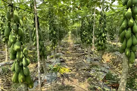 防住番木瓜“绝症”，市果树所科技特派员带给果农累累硕果图片
