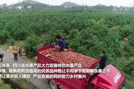 四川：特色水果产业助农增收视频封面